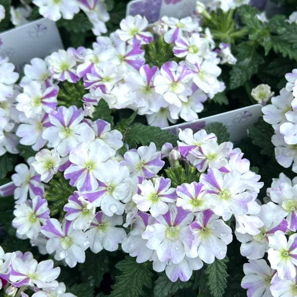 [26年3月中下旬予約]バーベナ：はなあかり3号ポット