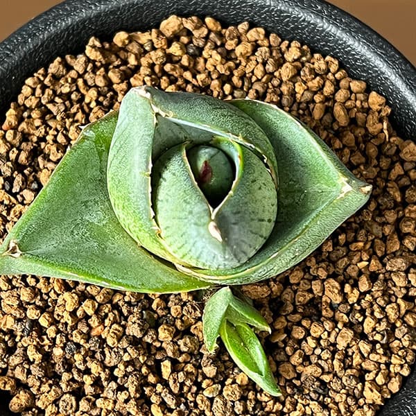 アガベ：プミラ　3号鉢植え*