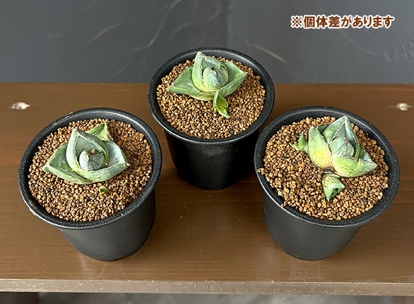 アガベ：プミラ　3号鉢植え*
