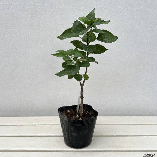 ライラック:ナデジタ4.5号ポット