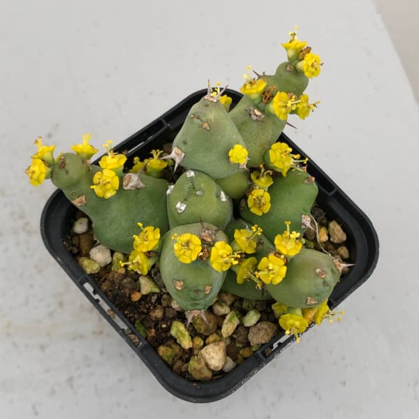 ユーフォルビア：クリビコラ 2.5号鉢植え の通販 | 園芸ネット