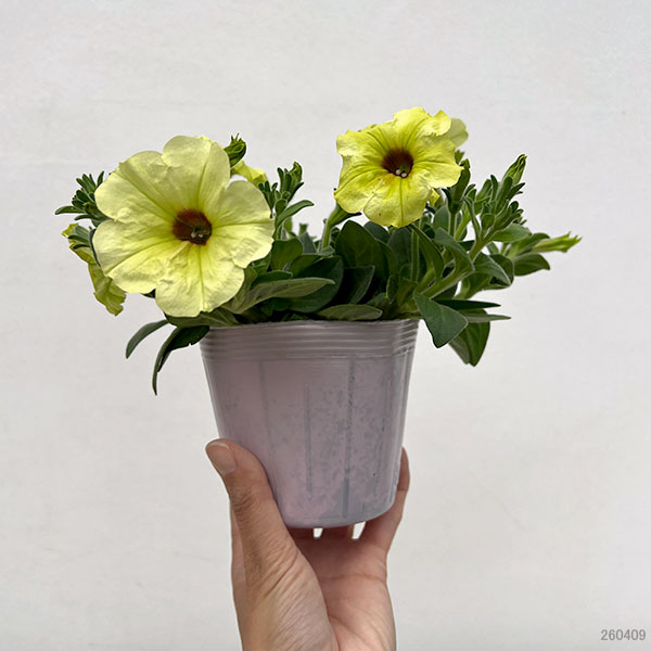 ペチュニア：ビバ　ストロングライムパンチ3.5号ポット