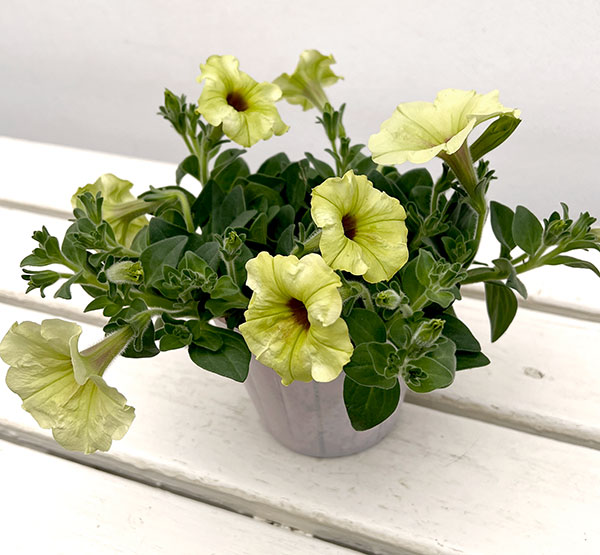 ペチュニア：ビバ　ストロングライムパンチ3.5号ポット