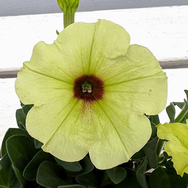 ペチュニア：ビバ　ストロングライムパンチ3.5号ポット