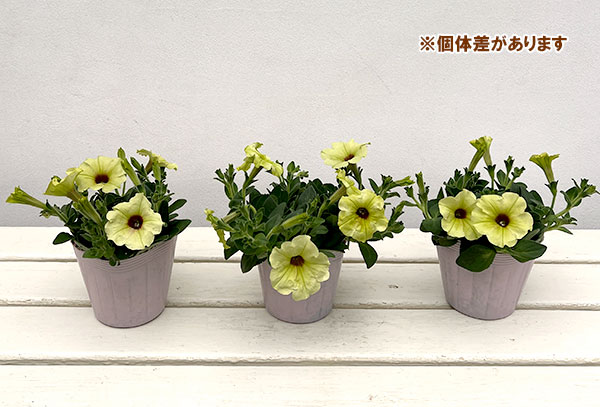 ペチュニア：ビバ　ストロングライムパンチ3.5号ポット