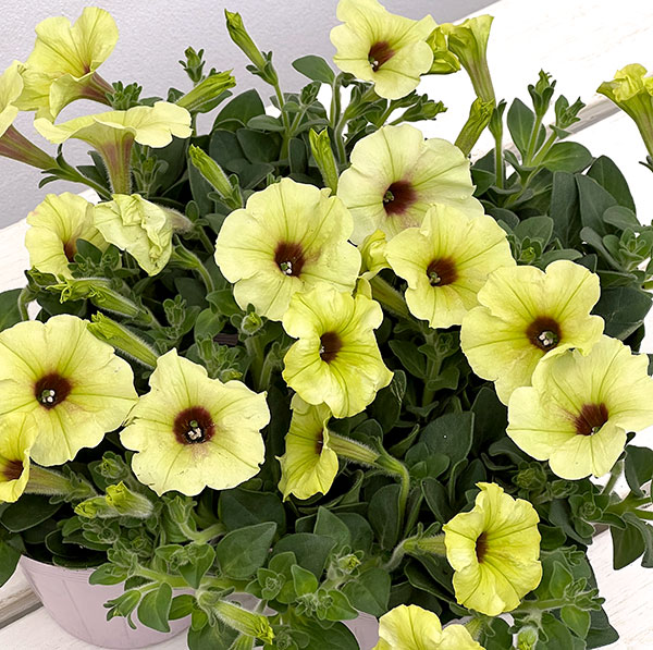 ペチュニア：ビバ　ストロングライムパンチ3.5号ポット