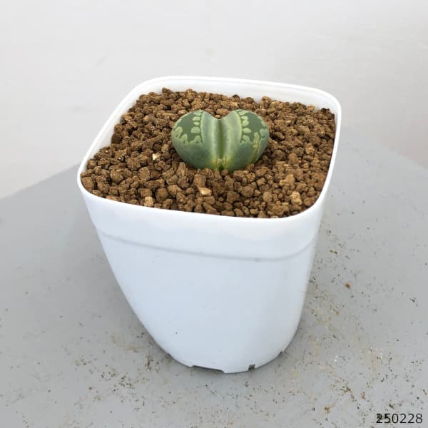 リトープス：アクアマリン　2.5号鉢植え*