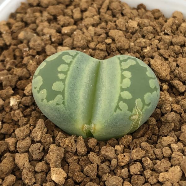 リトープス：アクアマリン　2.5号鉢植え*