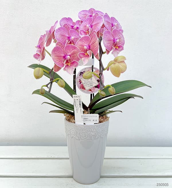 ☆胡蝶蘭☆ファレノプシス☆ミディー☆蘭工房☆訳あり☆希少☆