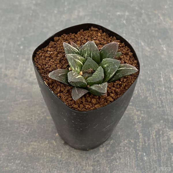園芸ネット本店｜ハオルチア：タイガーピグ 2.5号鉢植え の通販【公式】