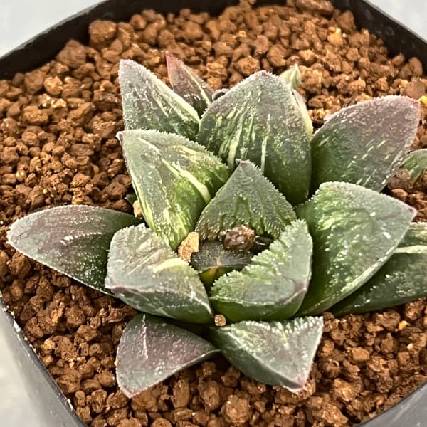園芸ネット本店｜ハオルチア：タイガーピグ 2.5号鉢植え の通販【公式】