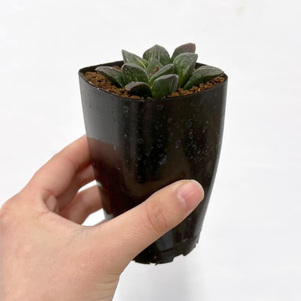 園芸ネット本店｜ハオルチア：タイガーピグ 2.5号鉢植え の通販【公式】