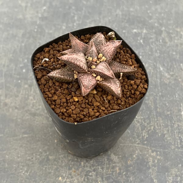 園芸ネット本店｜ハオルチア：シルバータランチュラ 2.5号鉢植え の