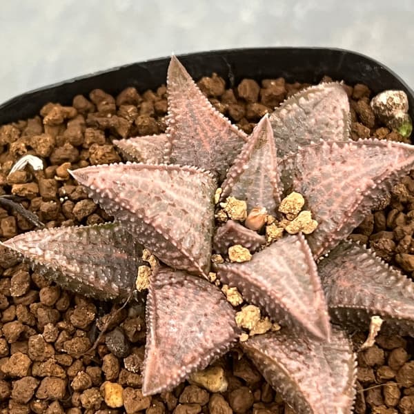 ハオルチア：シルバータランチュラ 2.5号鉢植え の通販 | 園芸ネット