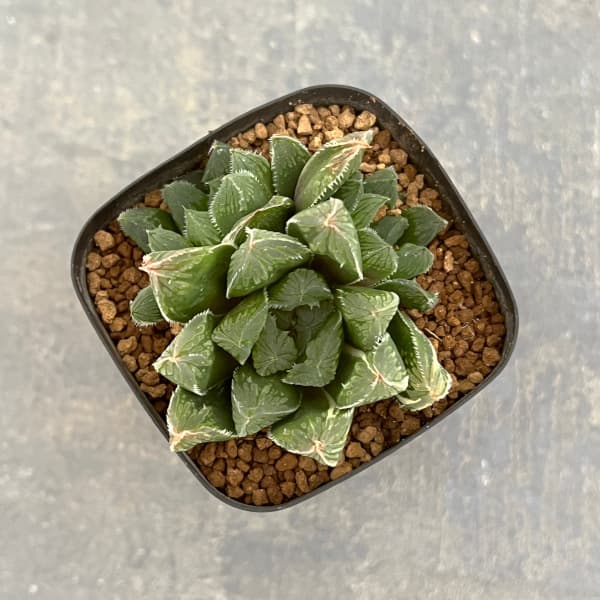 園芸ネット本店｜ハオルチア：オブベヌ錦NR 2.5号鉢植え の通販【公式】