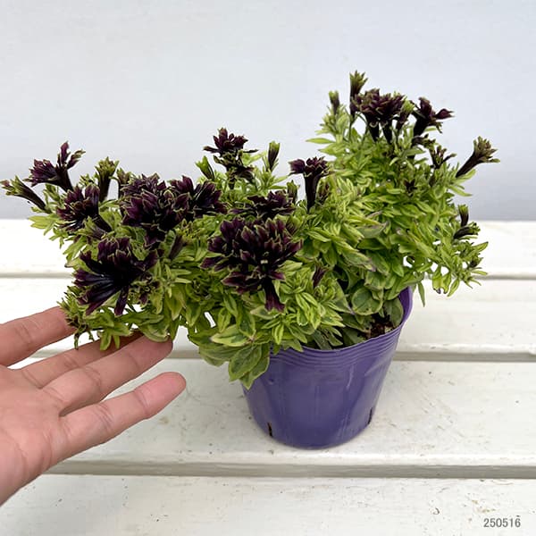 ペチュニア：湘南リプル・斑入（プルンニャ　パナシェ）3.5号ポット