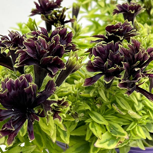 ペチュニア：湘南リプル・斑入（プルンニャ　パナシェ）3.5号ポット