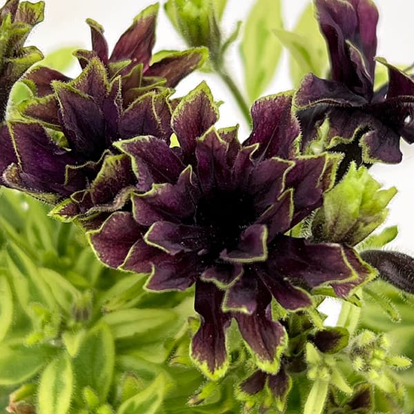 園芸ネット本店｜ペチュニア：湘南リプル・斑入（プルンニャ パナシェ