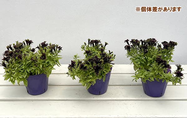 ペチュニア：湘南リプル・斑入（プルンニャ　パナシェ）3.5号ポット