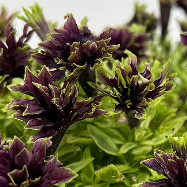 ペチュニア：湘南リプル・斑入（プルンニャ　パナシェ）3.5号ポット