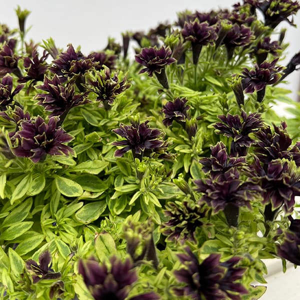 ペチュニア：湘南リプル・斑入（プルンニャ　パナシェ）3.5号ポット