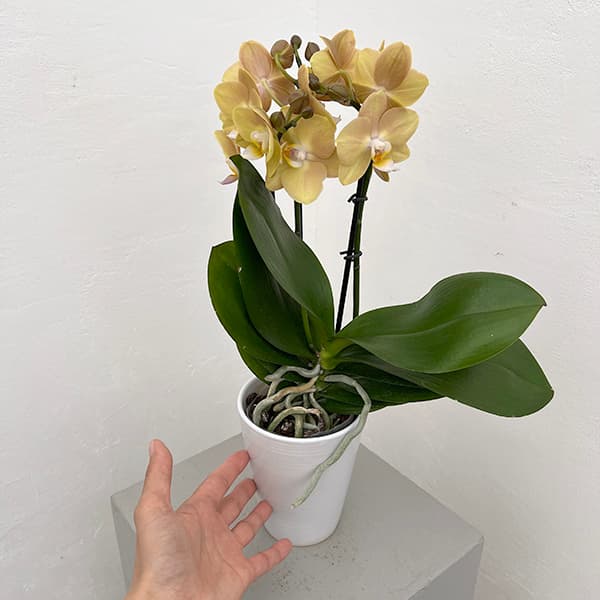 ミディコチョウラン:マロン 2本立ち4号陶器鉢植え