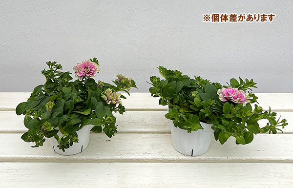 園芸ネット本店｜ペチュニア：ベルチャーム ウェンディ3-3.5号ポット