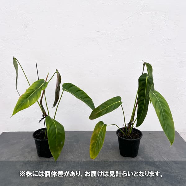 フィロデンドロン：エスメラルデンセ（バリエガータ）　3.5号ポット