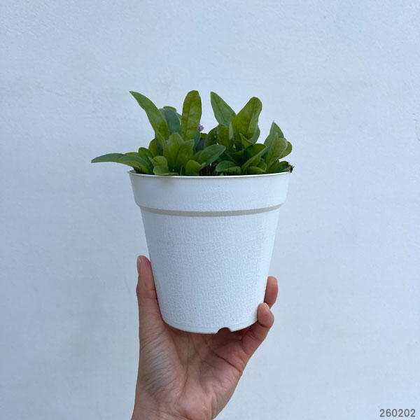 ワスレナグサ：ベラミーシリーズ 花色ミックス植え4.5号鉢植え