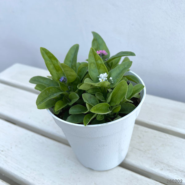 ワスレナグサ：ベラミーシリーズ 花色ミックス植え4.5号鉢植え