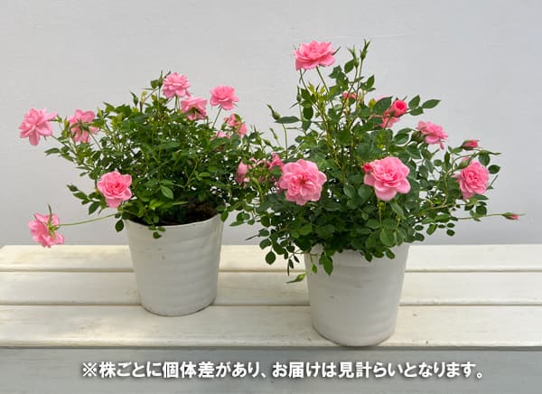 ミニバラ:ミスピーチ姫4.5号鉢植え
