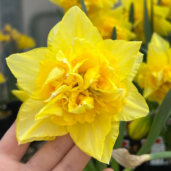 園芸ネット本店｜水仙：ディックウェルデン1球植え3.5号ポット の通販