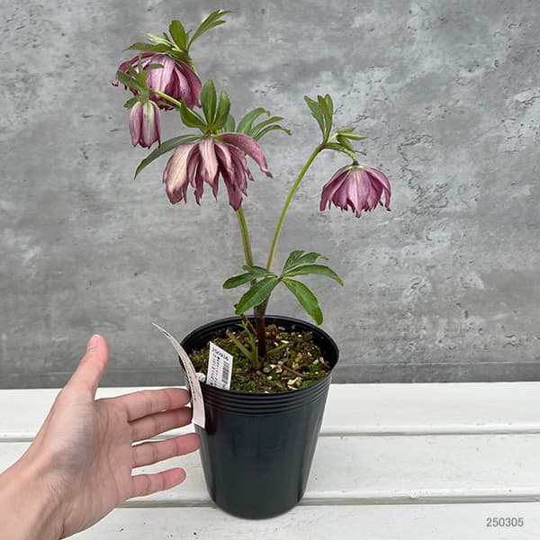 園芸ネット本店｜松村ナーセリーさんのクリスマスローズ：25-133くる