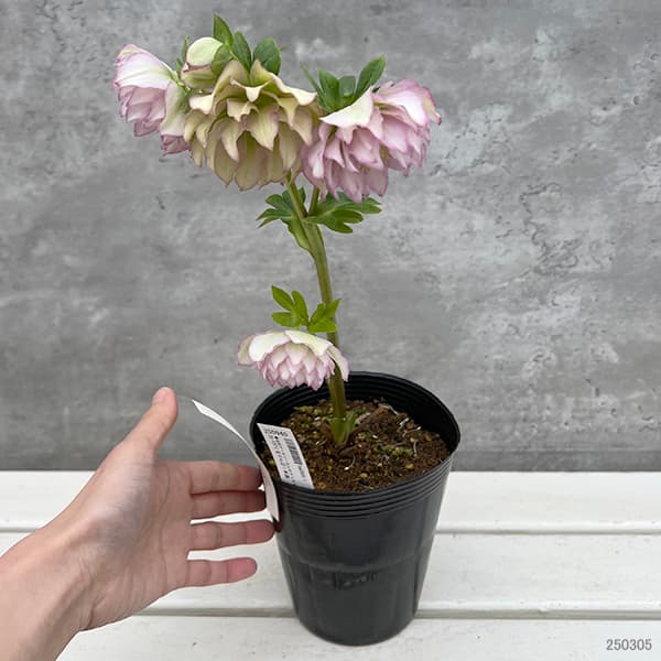 園芸ネット本店｜松村ナーセリーさんのクリスマスローズ：25-137くる