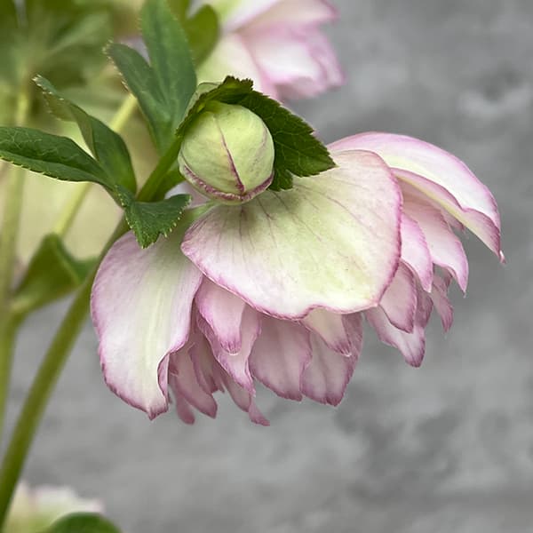 園芸ネット本店｜松村ナーセリーさんのクリスマスローズ：25-137くる