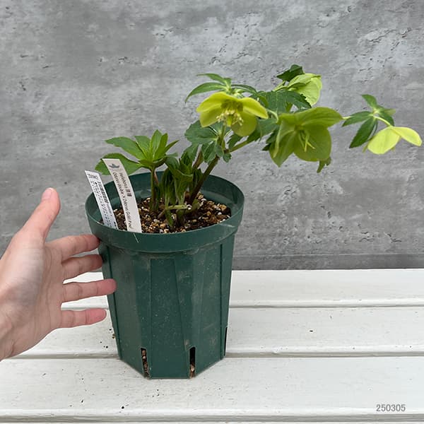 りーちゃん クリスマスローズ 株分け DDグリーンパールエッジ 園芸ネット本店｜松村ナーセリーさんのクリスマスローズ：25-139