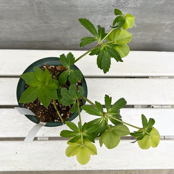 園芸ネット本店｜松村ナーセリーさんのクリスマスローズ：25-139