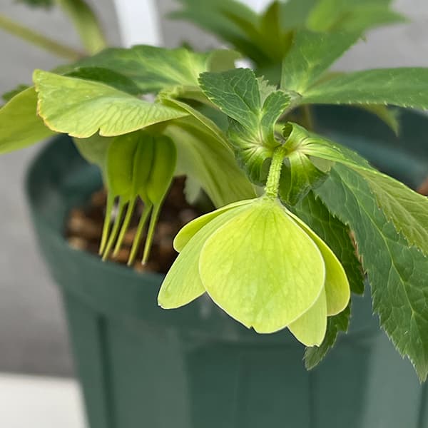 りーちゃん クリスマスローズ 株分け DDグリーンパールエッジ りーちゃん様専用 クリスマスローズ 株分け DDグリーンパールエッジ