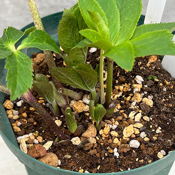 松村ナーセリーさんのクリスマスローズ：25-139オドルスダブル