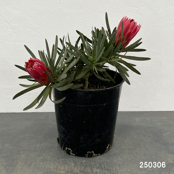 園芸ネット本店｜プロテア：ピクシー 7号鉢植え（2F）* の通販【公式】