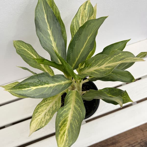 アグラオネマ：ゴースト２（ツー）　5号鉢植え