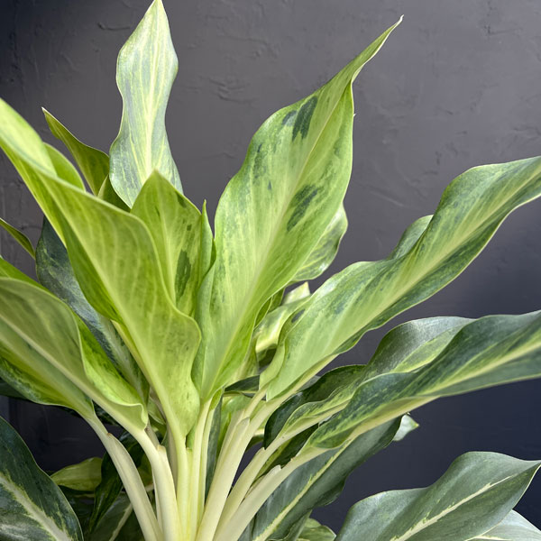 アグラオネマ:ゴースト2(ツー) 5号鉢植え