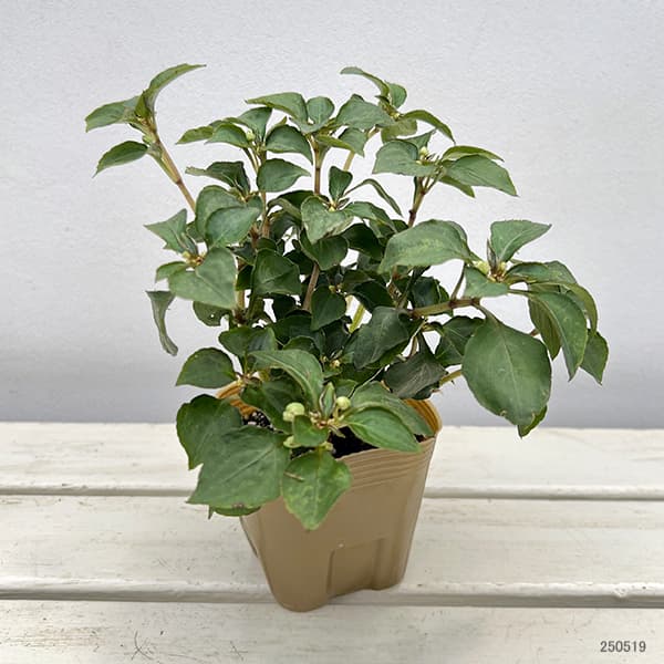 インパチェンス(八重）：ムシカ バイカラーピンク3.5号ポット