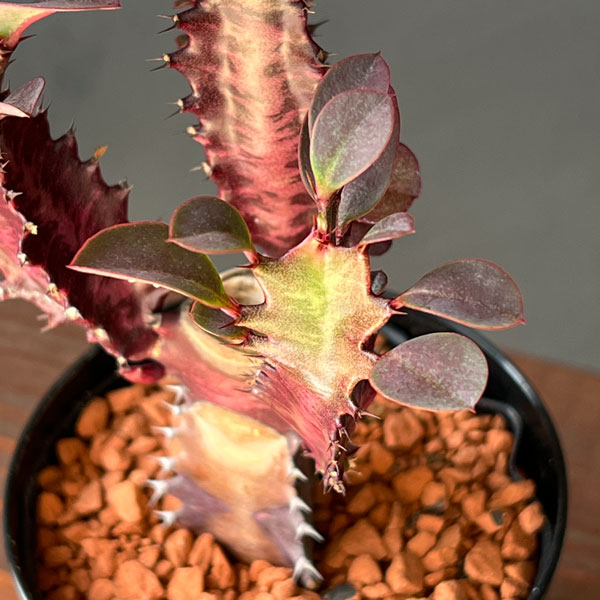 ユーフォルビア：トリゴナ　紅彩雲閣(ベニサイウンカク)　3号鉢植え