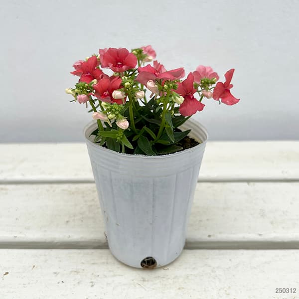 ネメシア(わい性):サーモン2.5号ポット