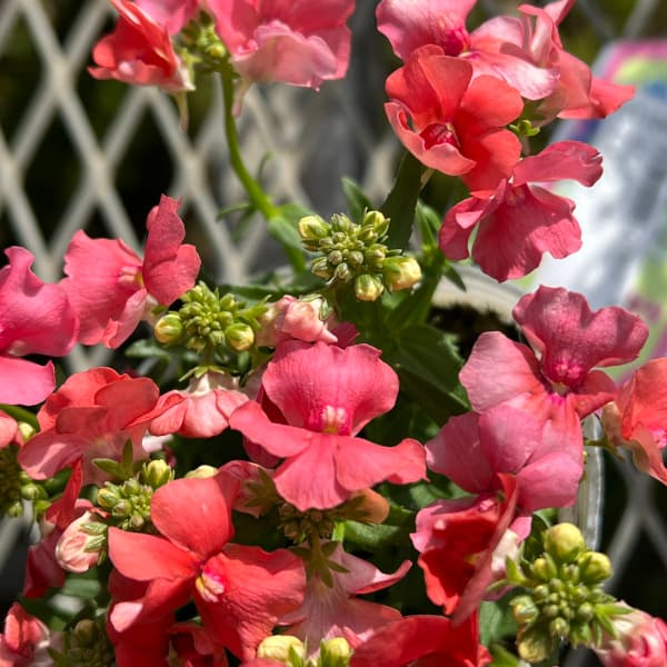 ネメシア(わい性):サーモン2.5号ポット