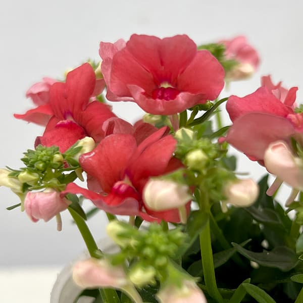 ネメシア(わい性):サーモン2.5号ポット