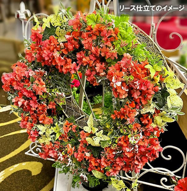 ネメシア(わい性):サーモン2.5号ポット