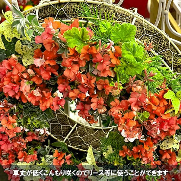 ネメシア(わい性):サーモン2.5号ポット