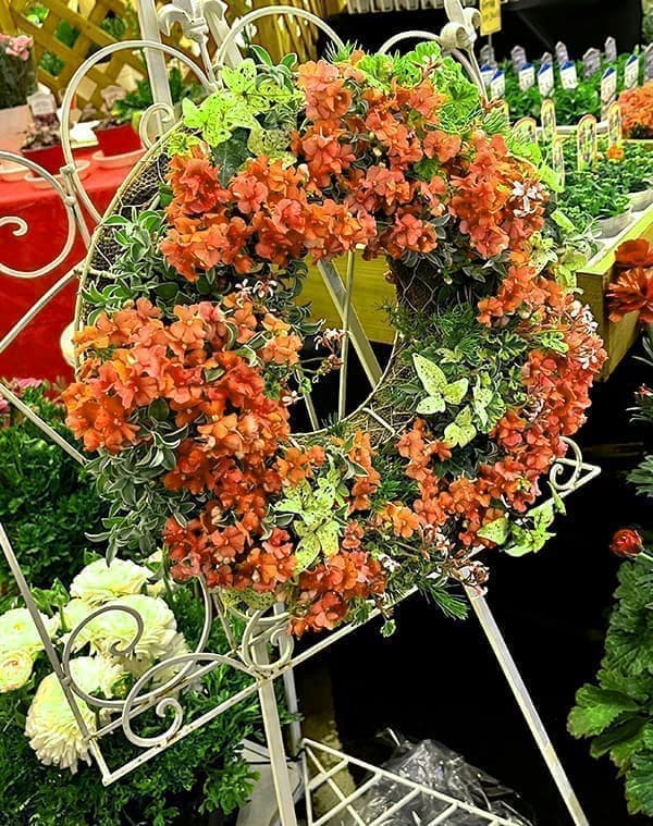 ネメシア(わい性):サーモン2.5号ポット